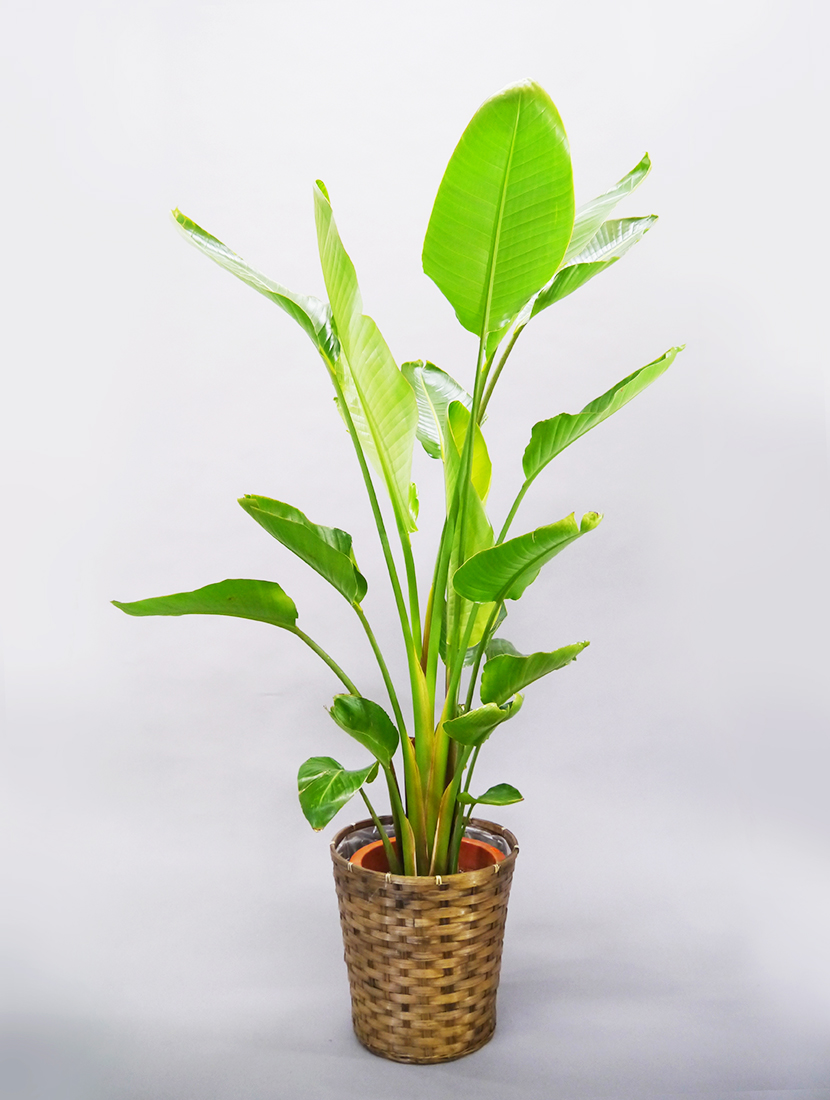 激安！　ストレチア　オーガスタ Ｂ 超大型❗️ 169㌢　10号鉢 観葉植物