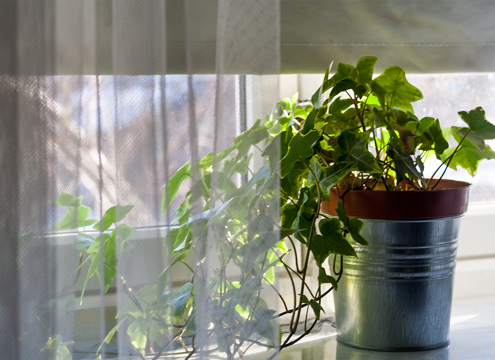 窓際を華やかにする観葉植物