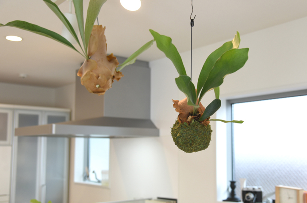 天井から観葉植物を吊るす 鉢や苔玉を フック１つでおしゃれ空間 吊り下げ植物のための天井フック ブラケット壁マウントランタンハンガー Wilsonvillecoc Com