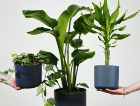 花ざかり Magazine