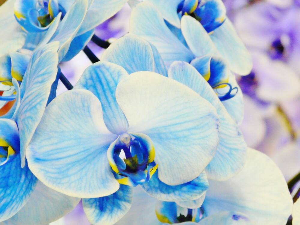 【希少！】青や紫の胡蝶蘭の魅力をご紹介します